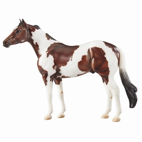 American Paint Horse