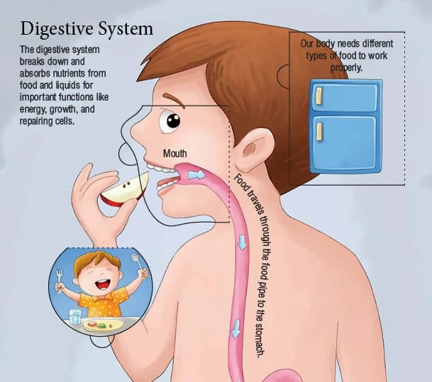 Booktopus Lift-the-Flap Learning Book - Inside Our Body Knowledge Book for Kids - Interactive Learning Books 6 