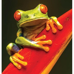 Diamond Art Green Frog 30cm X 30cm
