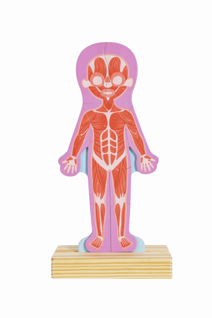 Hape Human Body Educational Magnetic 68 Piece Puzzle for Ages 3 and Up