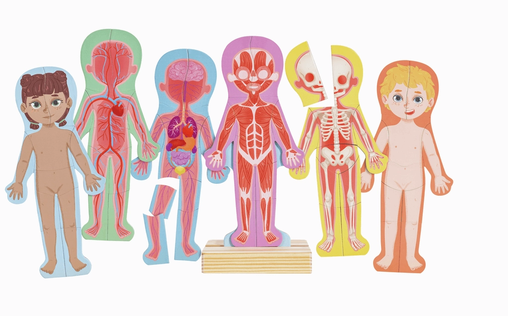 Hape Human Body Educational Magnetic 68 Piece Puzzle for Ages 3 and Up
