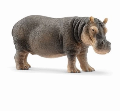 Hippopotamus