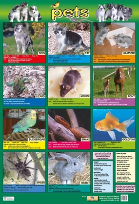 Pets Wall Chart 60 x 40 cm