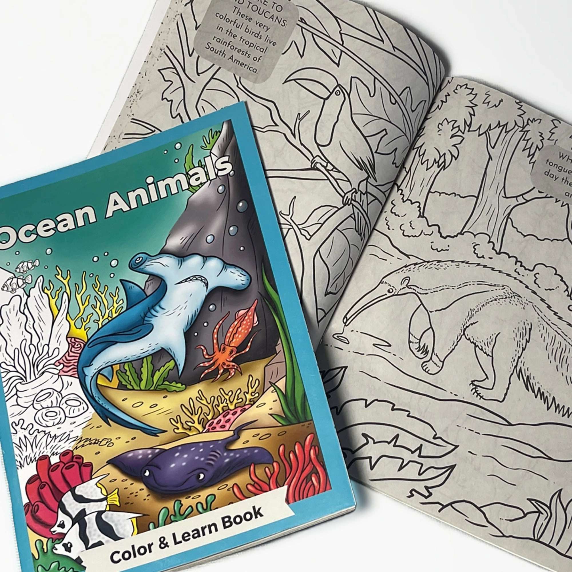 Three Little Twigs Discovery Bundle: 10pc Coloring and Quiz Set for Kids 4 