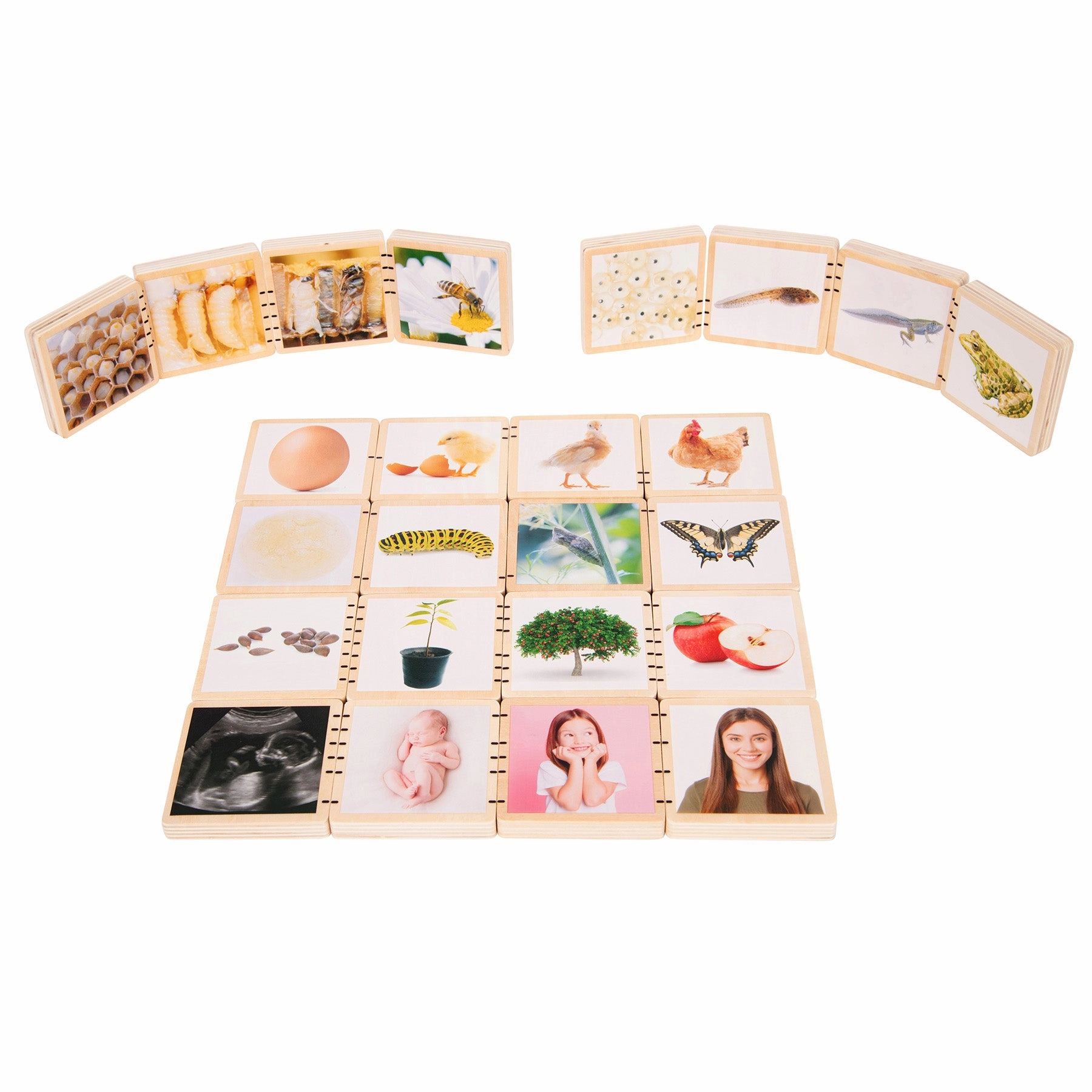 TickiT Wooden Lifecycle Exploration Tiles - Interactive Learning Set
