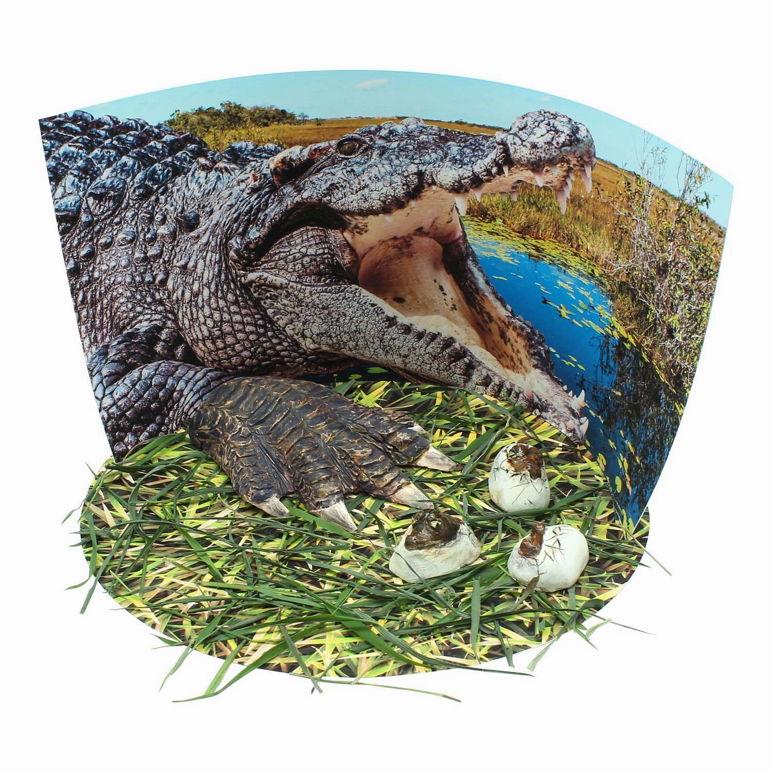 Wild Environmental Science Extreme Crocodiles Kit - Craft & Learn About Crocodiles