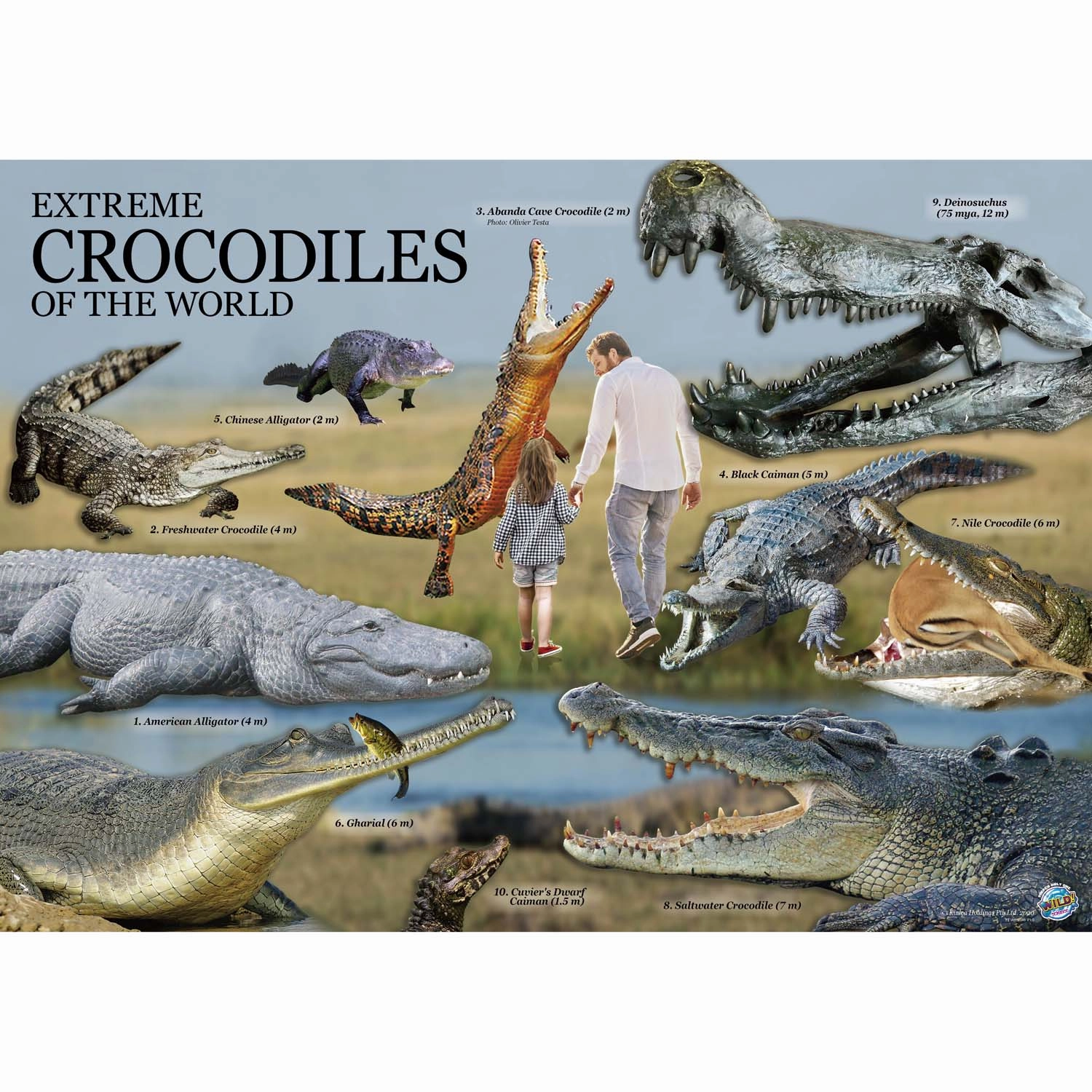 Wild Environmental Science Extreme Crocodiles Kit - Craft & Learn About Crocodiles