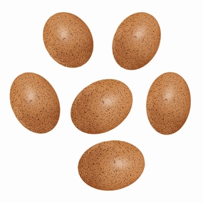 Yellow Door Sensory Sound Eggs  Auditory Learning Toy